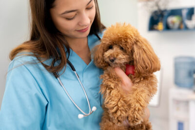 Close up veterinarian holding cute dog