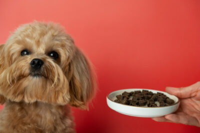 Close up on adorable pet eating dog food