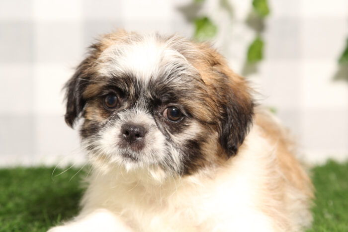 Brian - Brown/White Male Shih-Tzu Puppy - Image 3