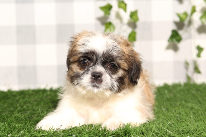 Brian - Brown/White Male Shih-Tzu Puppy