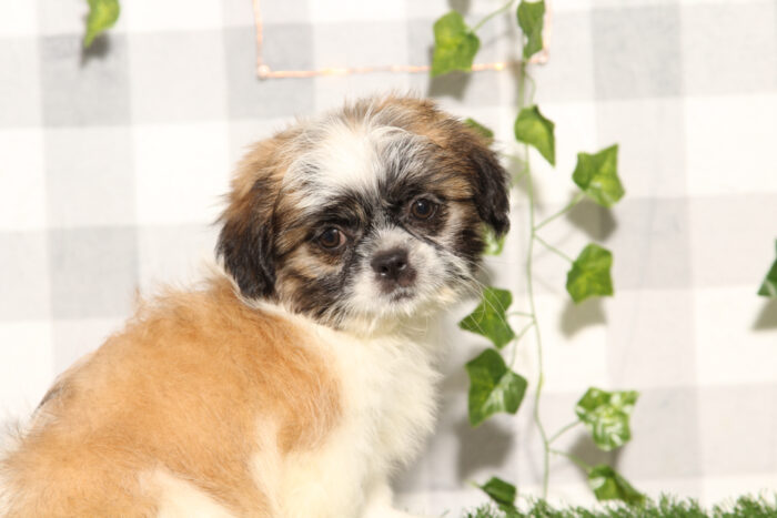 Brian - Brown/White Male Shih-Tzu Puppy - Image 2