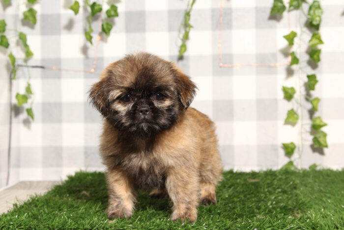 Ash - Brown Female Shih-Tzu Puppy - Image 4