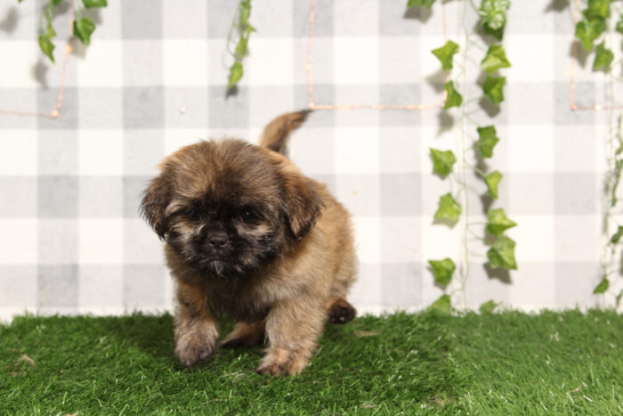 Ash - Brown Female Shih-Tzu Puppy - Image 3