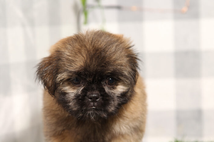 Ash - Brown Female Shih-Tzu Puppy - Image 2