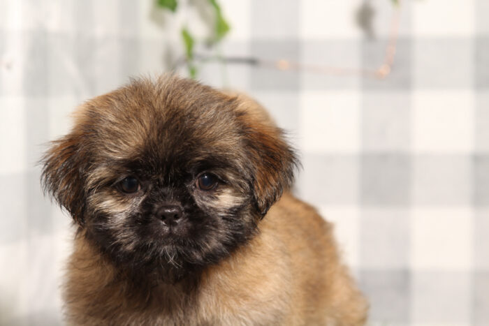 Ash - Brown Female Shih-Tzu Puppy