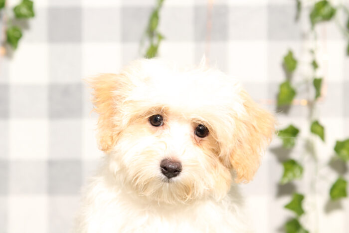 Atticus - Apricot/White Male Maltipoo Puppy - Image 3