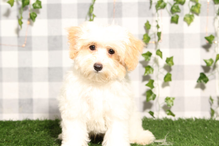 Atticus - Apricot/White Male Maltipoo Puppy
