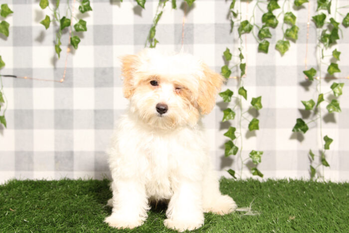 Atticus - Apricot/White Male Maltipoo Puppy - Image 2