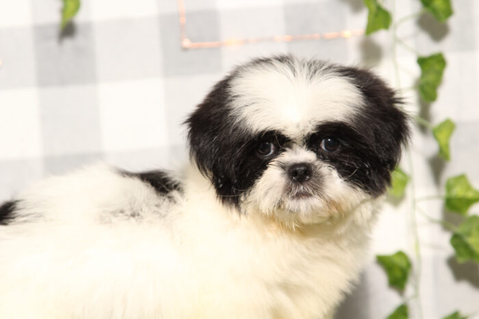 Sir - Black/White Male Shih-Tzu Puppy - Image 3