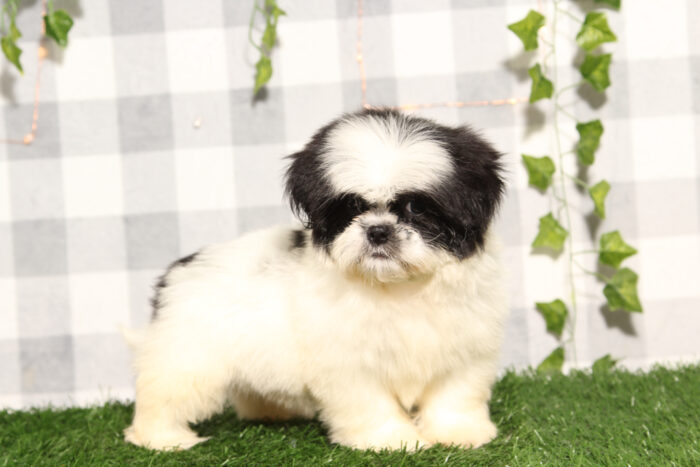 Sir - Black/White Male Shih-Tzu Puppy - Image 2
