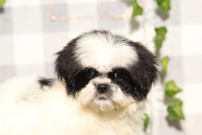 Sir - Black/White Male Shih-Tzu Puppy