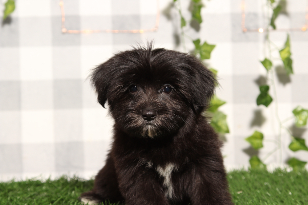 Gise - Black/Tan Female Morkie Puppy - Image 4