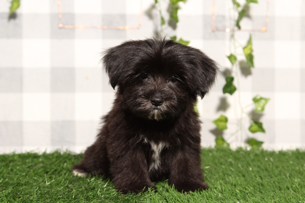 Gise - Black/Tan Female Morkie Puppy - Image 3