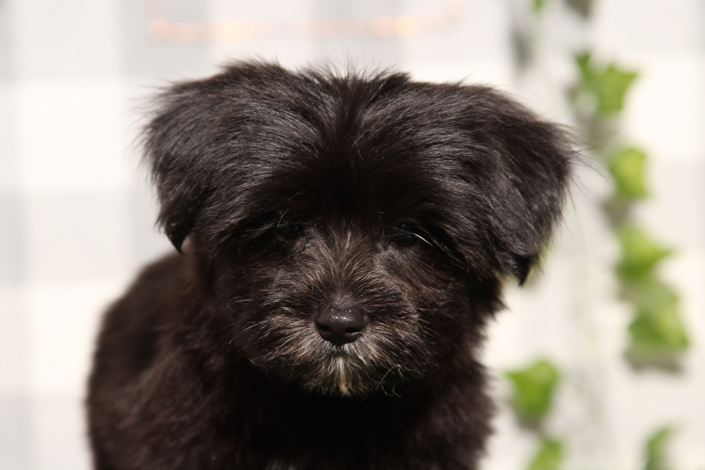 Gise - Black/Tan Female Morkie Puppy - Image 2