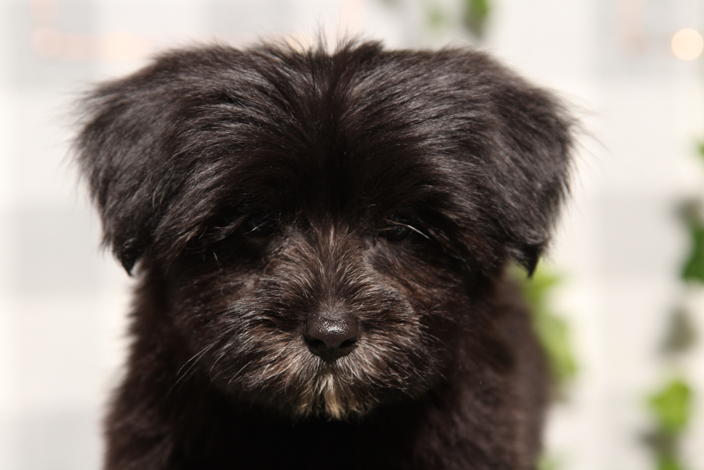 Gise - Black/Tan Female Morkie Puppy