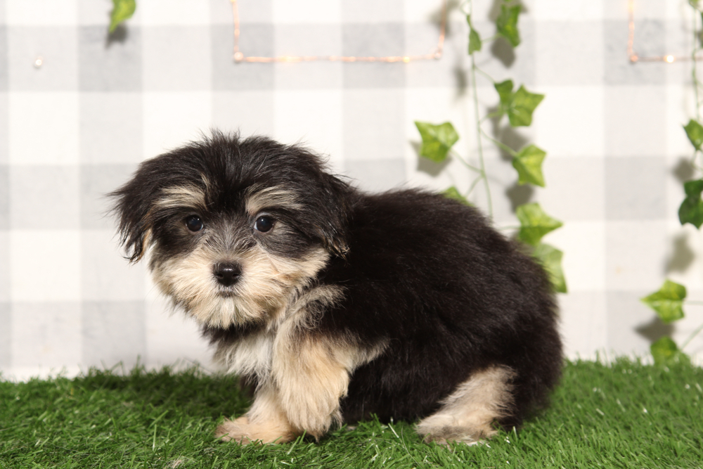 Pancho - Black/Tan Male Morkie Puppy - Image 4