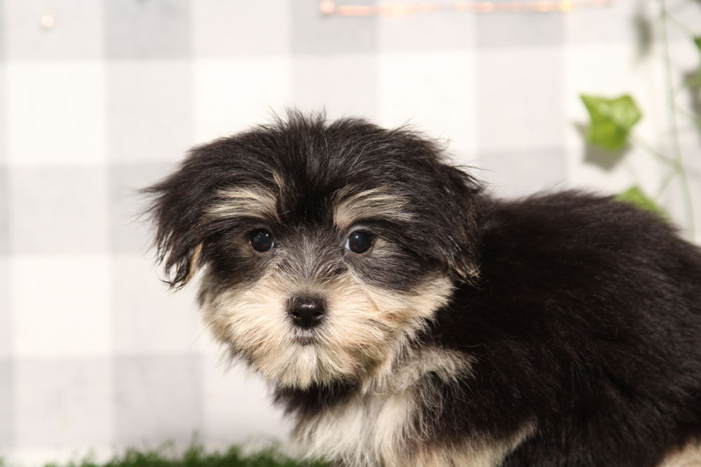 Pancho - Black/Tan Male Morkie Puppy - Image 3