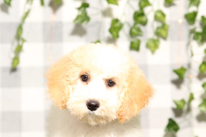 Belly - Red/White Female Poochon Puppy - Image 5