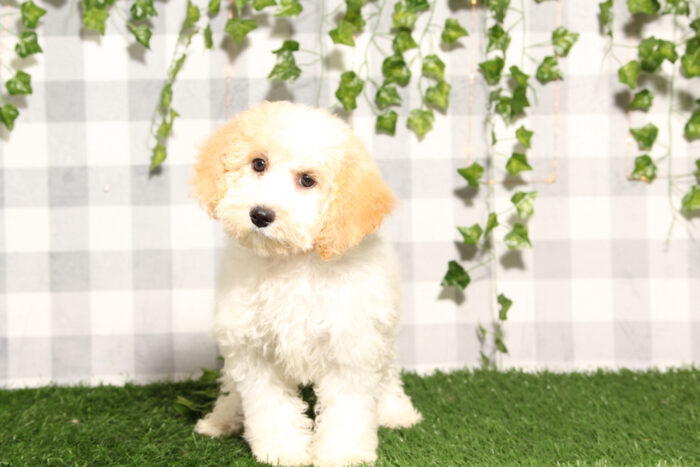 Belly - Red/White Female Poochon Puppy - Image 4