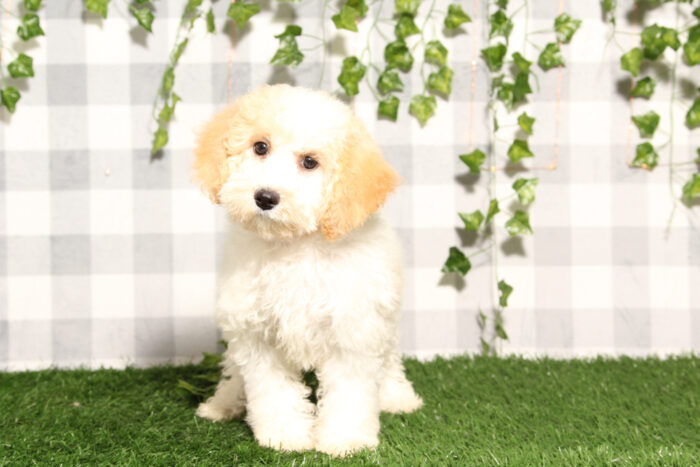 Belly - Red/White Female Poochon Puppy