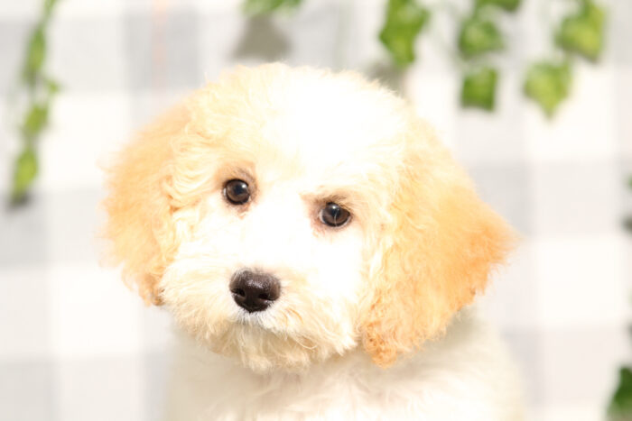 Belly - Red/White Female Poochon Puppy - Image 2