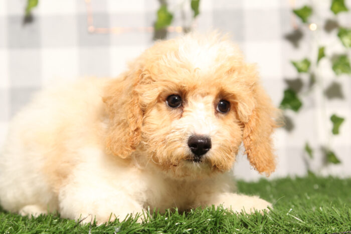 Taylor - Red/White Female Poochon Puppy