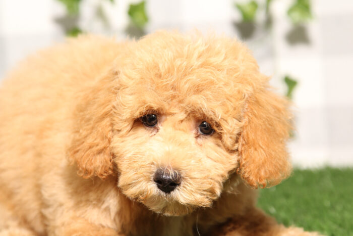 Cam - Red Male Poochon Puppy - Image 3