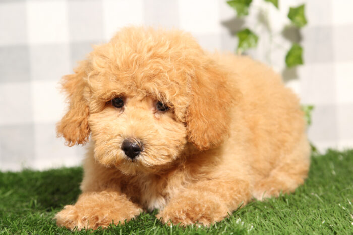 Cam - Red Male Poochon Puppy