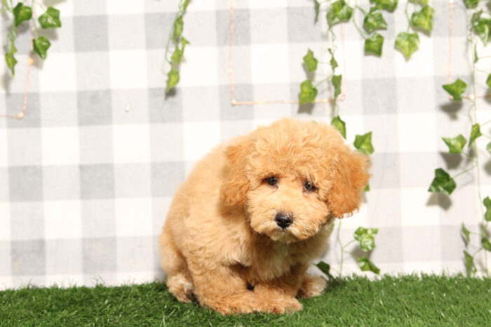 Cam - Red Male Poochon Puppy - Image 2