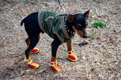 Dog wearing shirt and shoes