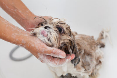 Bath of a dog Shih Tzu