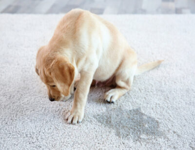 Cute puppy sitting on carpet near wet spot