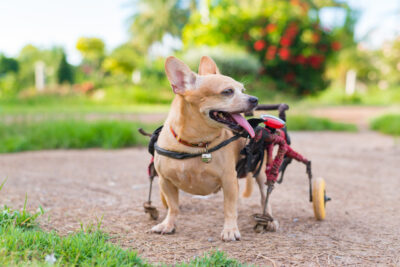 Cute little dog in wheelchair or cart walking in grass field
