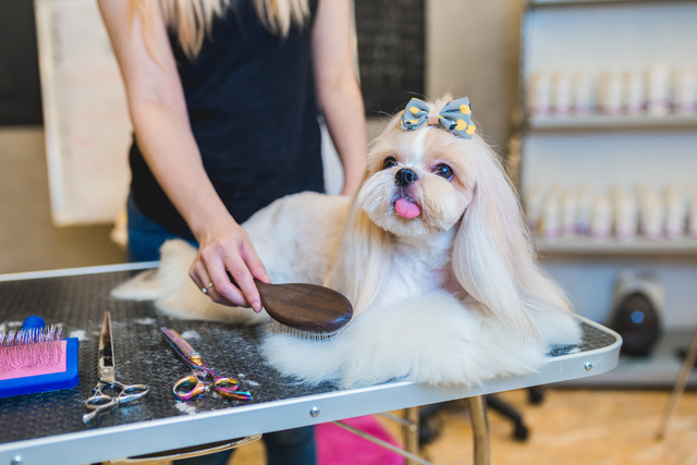 Shih Tzu in a grooming salon