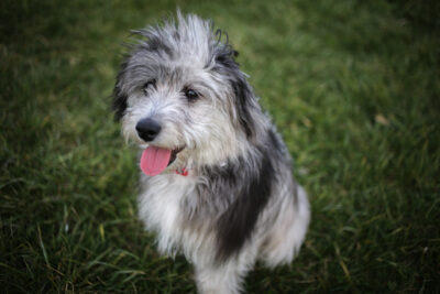 Aussiedoodle on the grass