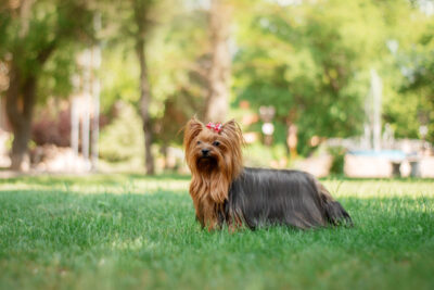 yorkshire terrier dog beautiful spring portrait