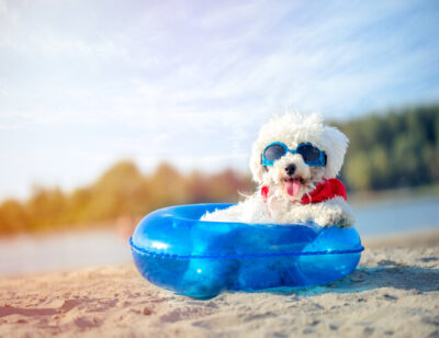 small dog, a curly bison with sunglasses on the beach