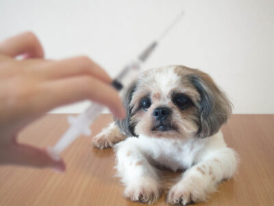 Shih Tzu getting a vaccine