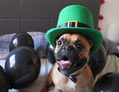 French Bulldog with St Patricks Day Hat