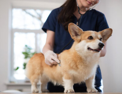 Veterinary surgeon and corgi dog at vet clinic.