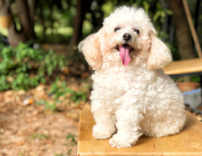 Smiling poodle dog sitting on chair in the park.