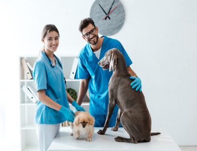 two veterinarians standing near table with pekinese and weimaraner dogs