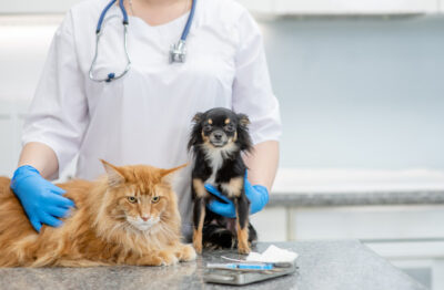 Vet hugs cat and dog at veterinary clinic