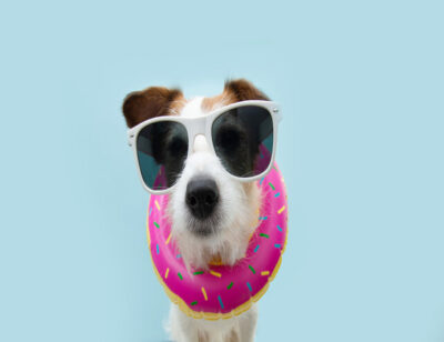 Funny summer dog inside of a inflatable. Isolated on blue background.