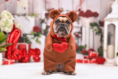 French Bulldog dog wearing Valentine's day teddy bear costume holding heart in front of seasonal decoration with garlands and gift boxes