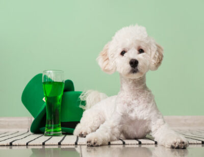 Cute dog with green hats and glass of beer near color wall. St. Patrick's Day celebration