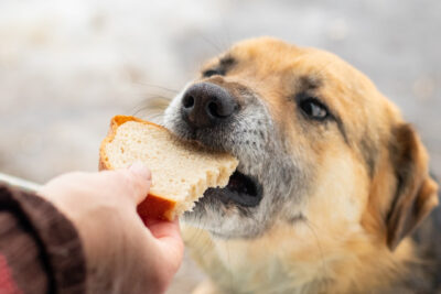 Woman feeding a dog bread