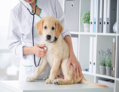 Examining of lovely dog by stethoscope in vet clinic