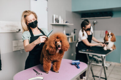 Red miniature poodle at grooming salon.