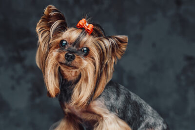 Cute little dog yorkshire terrier breed against dark background